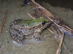 Pelophylax porosus
