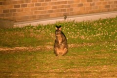 Thylogale billardierii