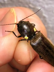 Ignelater havaniensis