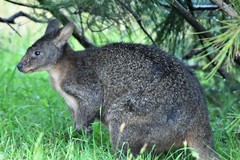 Thylogale billardierii