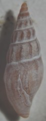 Bela