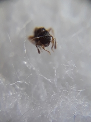 Tetramorium smithi