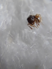 Tetramorium smithi