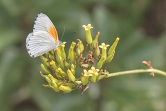 Mylothris rueppellii