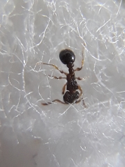 Tetramorium smithi