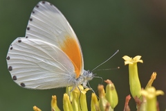 Mylothris rueppellii