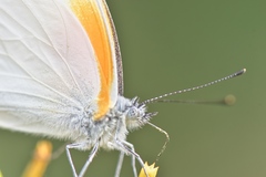 Mylothris rueppellii