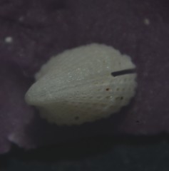 Emarginula rosea