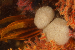 Aplidium circulatum