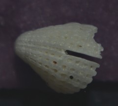 Emarginula rosea