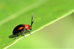 Arcastes biplagiata