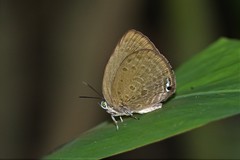 Arhopala major major