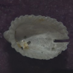 Emarginula rosea
