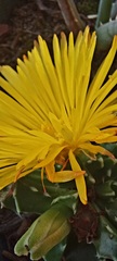 Faucaria