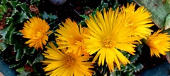 Faucaria