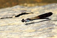 Heliocypha biseriata