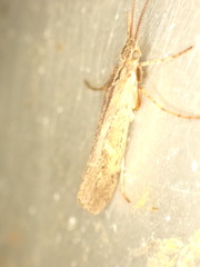 Limnephilus affinis