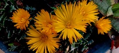 Faucaria