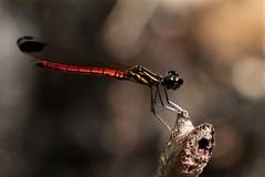 Libellago aurantiaca