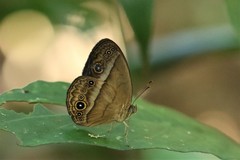 Mycalesis orseis