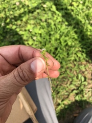 Angiospermae