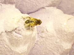 Eristalis pertinax