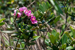 Rhodomyrtus tomentosa