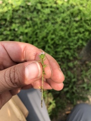 Angiospermae