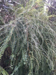 Sophora longicarinata