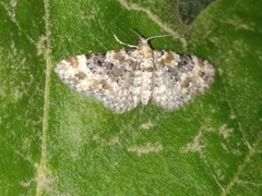 Eupithecia pulchellata