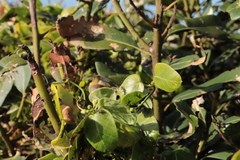 Coelopa