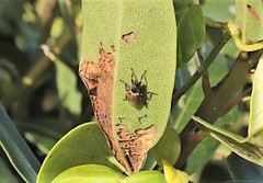 Coelopa