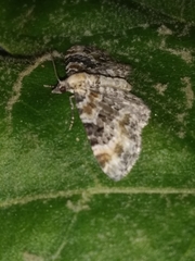 Eupithecia pulchellata