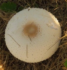 Leucoagaricus nympharum