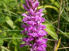 Dactylorhiza saccifera
