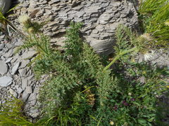 Cirsium bertolonii