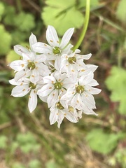 Allium trifoliatum