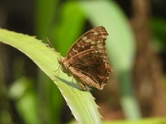 Junonia erigone