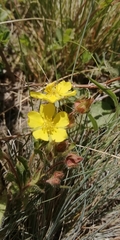 Potentilla humifusa