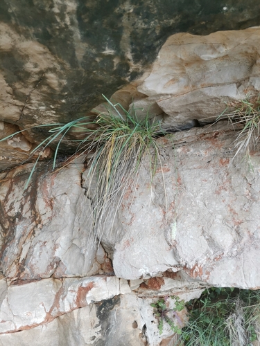 Sesleria robusta, photograph 5