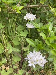 Allium trifoliatum