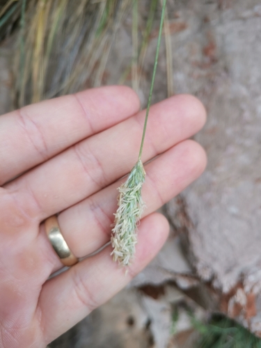 Sesleria robusta, photograph 6