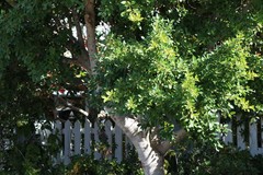 Ficus benjamina benjamina