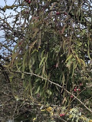 Muellerina eucalyptoides