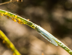 Chrysopa coloradensis