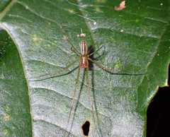 Leucauge tessellata