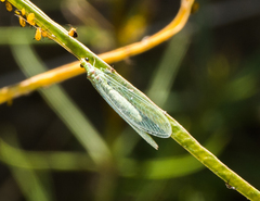 Chrysopa coloradensis