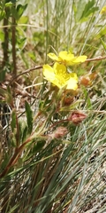 Potentilla humifusa