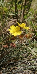 Potentilla humifusa