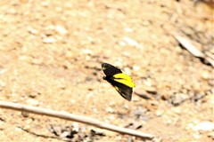 Troides amphrysus